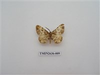 藏品(尺蛾163)的圖片